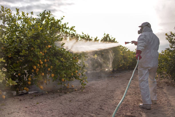 Best Pest Control for Homes  in St Matthews, SC